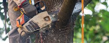 Professional Tree Care Services in Pike Creek Valley, DE