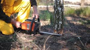 Best Tree Maintenance Programs  in Pike Creek Valley, DE