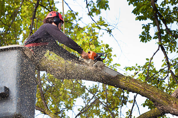 How Our Tree Care Process Works  in  Pike Creek Valley, DE